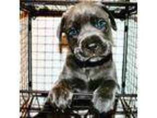 Cane Corso Puppy for sale in Dundalk, MD, USA