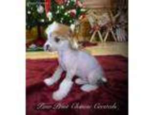 Chinese Crested Puppy for sale in Piney Creek, NC, USA