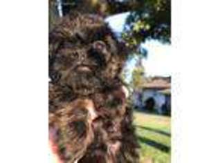 Brussels Griffon Puppy for sale in Harrisonburg, VA, USA