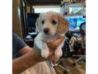 Dachshund Puppy for sale in Soda Springs, ID, USA