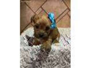 Yorkshire Terrier Puppy for sale in Fairland, IN, USA