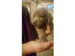 Labrador Retriever Puppy for sale in Cave City, KY, USA