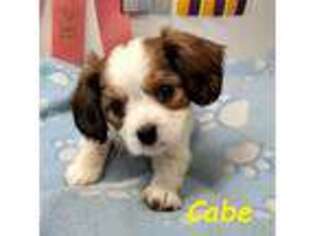 Cavalier King Charles Spaniel Puppy for sale in Arroyo Grande, CA, USA