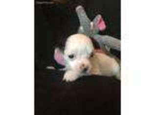 Chinese Crested Puppy for sale in Columbia, IL, USA