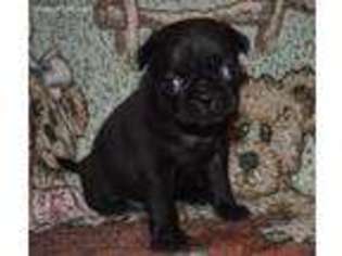 Pug Puppy for sale in Allenwood, PA, USA