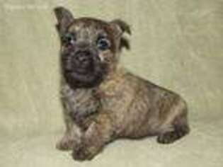 Cairn Terrier Puppy for sale in Lexington, NC, USA