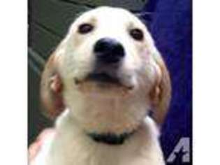 Labrador Retriever Puppy for sale in TAUNTON, MA, USA