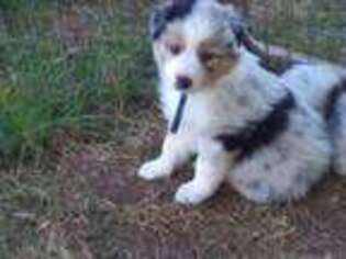 Australian Shepherd Puppy for sale in Mill Spring, NC, USA