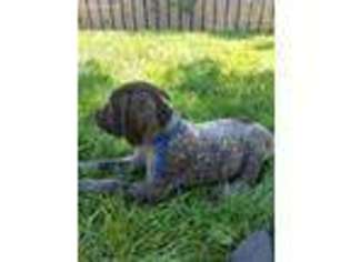 Wirehaired Pointing Griffon Puppy for sale in Provo, UT, USA