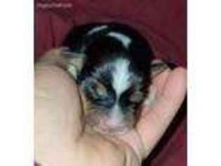 Pembroke Welsh Corgi Puppy for sale in Oak Harbor, WA, USA