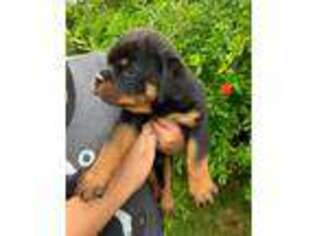 Rottweiler Puppy for sale in Moreno Valley, CA, USA