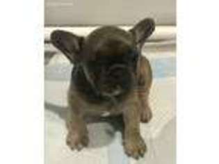 French Bulldog Puppy for sale in Beaumont, TX, USA