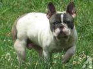 French Bulldog Puppy for sale in WILKESBORO, NC, USA