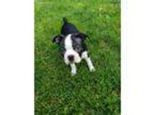 Boston Terrier Puppy for sale in Shelbyville, IN, USA
