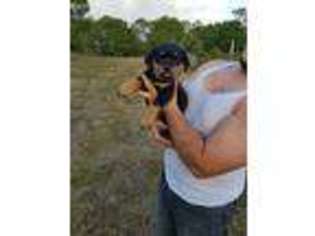 Rottweiler Puppy for sale in North Fort Myers, FL, USA