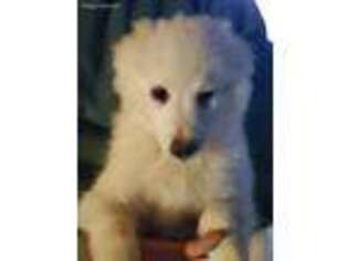American Eskimo Dog Puppy for sale in Sullivan, IL, USA