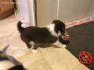 Border Collie Puppy for sale in Roosevelt, UT, USA