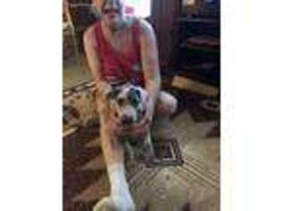 Great Dane Puppy for sale in Calhoun, IL, USA