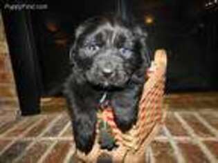 Newfoundland Puppy for sale in Vandalia, OH, USA