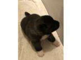 Akita Puppy for sale in Tyler, TX, USA