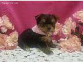 Yorkshire Terrier Puppy for sale in Alvin, TX, USA