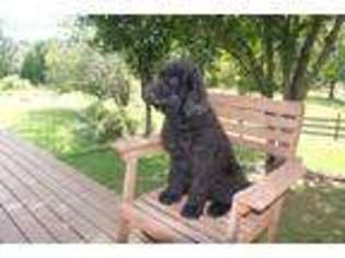 Goldendoodle Puppy for sale in Marietta, MS, USA