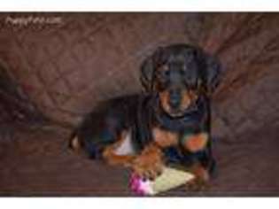 Doberman Pinscher Puppy for sale in Arlington, WA, USA