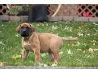 Mastiff Puppy for sale in Plummer, ID, USA