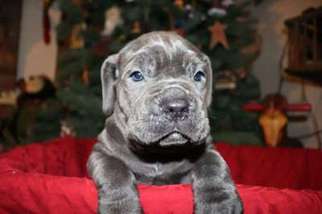 Cane Corso Puppy for sale in Hartwell, GA, USA