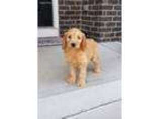 Goldendoodle Puppy for sale in Greenwood, IN, USA