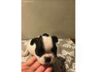 French Bulldog Puppy for sale in Branchville, NJ, USA