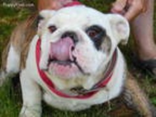 Bulldog Puppy for sale in Boaz, AL, USA