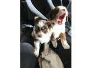Australian Shepherd Puppy for sale in Livermore, CA, USA