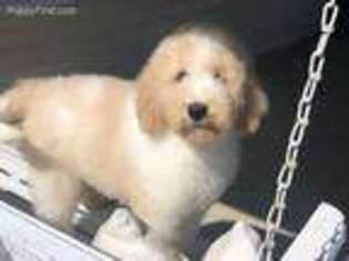 Goldendoodle Puppy for sale in Williamstown, KY, USA