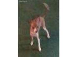 Italian Greyhound Puppy for sale in Trenton, FL, USA
