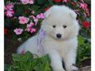 Samoyed Puppy for sale in Walhonding, OH, USA