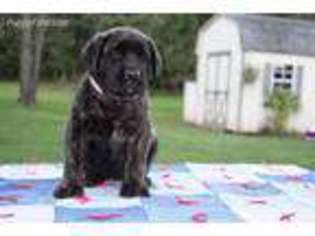 Mastiff Puppy for sale in Denver, PA, USA