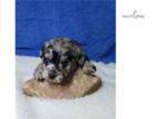 Cock-A-Poo Puppy for sale in Tucson, AZ, USA