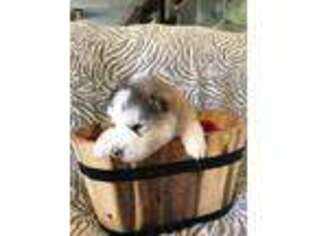 Alaskan Malamute Puppy for sale in North Lewisburg, OH, USA