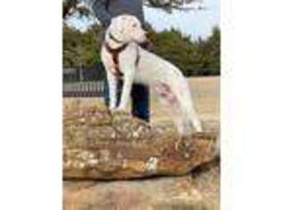 Dogo Argentino Puppy for sale in Royse City, TX, USA