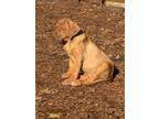 Rhodesian Ridgeback Puppy for sale in Cave Junction, OR, USA