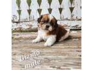 Mutt Puppy for sale in Ashwood, OR, USA
