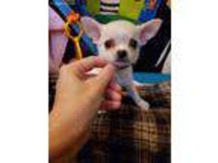 Chihuahua Puppy for sale in Ashtabula, OH, USA