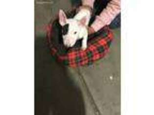 Bull Terrier Puppy for sale in Victorville, CA, USA
