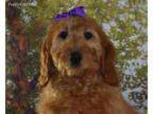 Goldendoodle Puppy for sale in Sulphur Springs, TX, USA