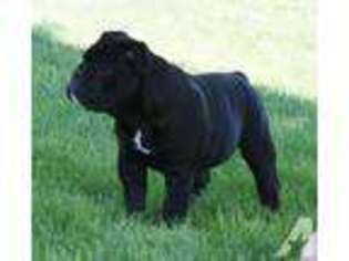 Olde English Bulldogge Puppy for sale in RICHLAND, WA, USA