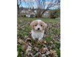 Cavachon Puppy for sale in Elizabethtown, PA, USA