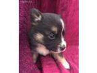 Pembroke Welsh Corgi Puppy for sale in West Liberty, KY, USA