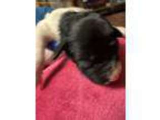 Mutt Puppy for sale in Crofton, MD, USA
