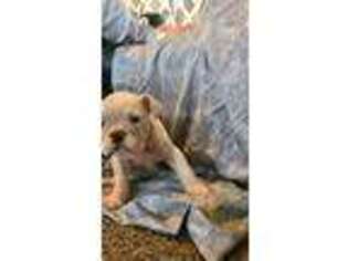 Bulldog Puppy for sale in Alvord, IA, USA